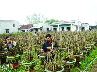 Thị trường hoa, cây cảnh: Nơi đắt, nơi ế Chủ vườn mai đã sẵn sàng, nhưng khách hàng vắng bóng