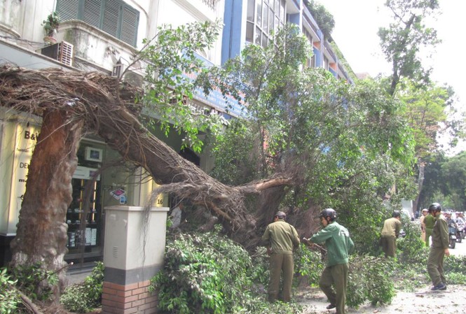 Hà Nội: Cây cổ thụ gãy đổ trên phố Hà Nội: Cây cổ thụ gãy đổ trên phố