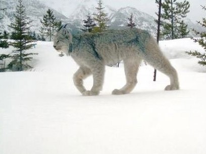 Linh miêu quý hiếm ở Canada Linh miêu quý hiếm ở Canada