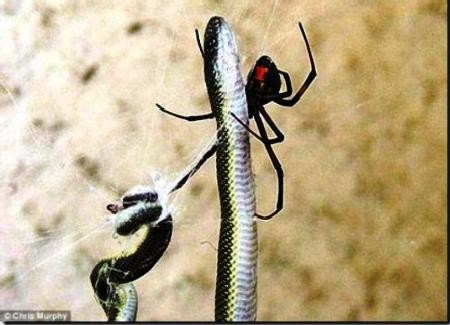 Nhện ăn sáng bằng một con rắn dài gần nửa mét Nhện ăn sáng bằng một con rắn dài gần nửa mét