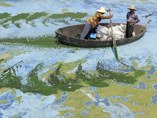 Trung Quốc khủng hoảng vì ô nhiễm môi trường Hồ Sào Hồ, thuộc Hợp Phì, tỉnh An Huy chứa đầy chất độc