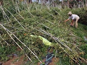 Cao nguyên đá Đồng Văn lại hứng mưa đá lớn Cao nguyên đá Đồng Văn lại hứng mưa đá lớn