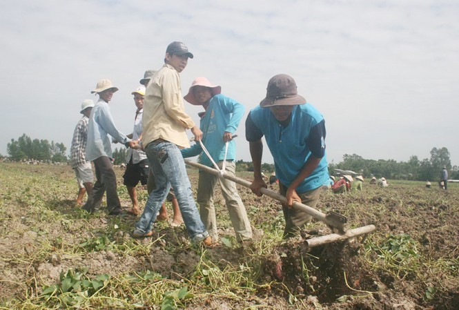 Nông dân cả huyện thuê đất trồng khoai Thu hoạch khoai lang ở xã Tân Thành, huyện Bình Tân Ảnh: Hoàng Trung