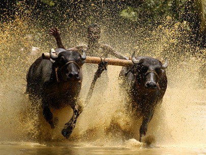 Độc đáo lễ hội 'lướt' bò ở Ấn Độ Độc đáo lễ hội 'lướt' bò ở Ấn Độ