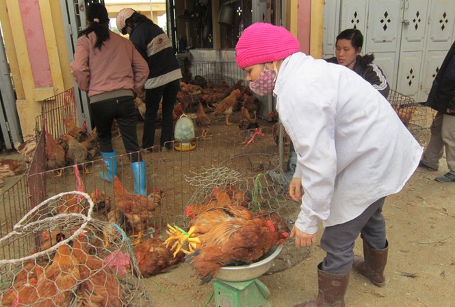 Tay không bắt… dịch Chợ gia súc Hà Vĩ (Thường Tín, Hà Nội) rất khó kiểm soát dịch
Ảnh: Nguyễn Thảo