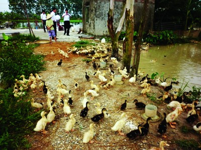 Giá thịt tăng do dân ngán chăn nuôi Nhiều hộ dân đang chuyển hướng sang chăn nuôi gia cầm Ảnh: P. Anh