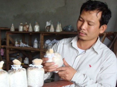 Phong “nấm” Phong “nấm”