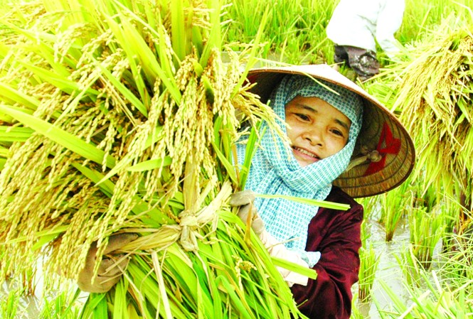 Cách mạng trong sản xuất nông nghiệp Cách mạng trong sản xuất nông nghiệp