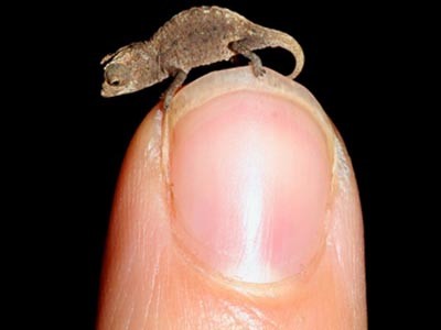 Phát hiện loài tắc kè hoa nhỏ nhất thế giới Phát hiện loài tắc kè hoa nhỏ nhất thế giới