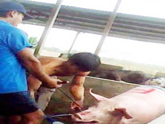 Bơm nước vào bụng lợn Bơm nước vào bụng lợn