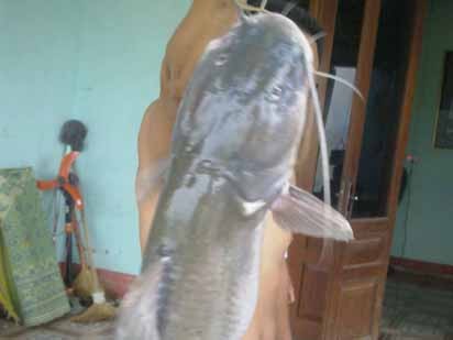 Bắt được cá lăng ‘khủng’ nặng 54kg trên sông Lô Bắt được cá lăng ‘khủng’ nặng 54kg trên sông Lô