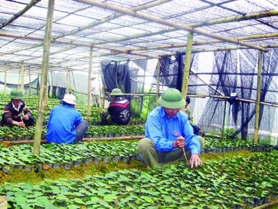 Làng thanh niên ở nơi từng là thủ phủ anh túc Vườn rau tại Làng thanh niên Ảnh: P.S
