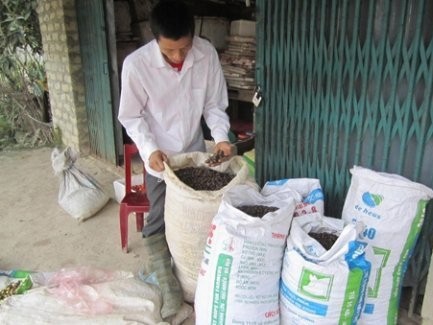 Thương lái Trung Quốc mua đủ thứ lạ đời Thương lái Trung Quốc mua đủ thứ lạ đời