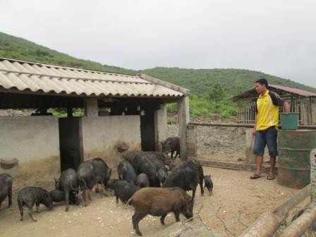 Thầy giáo trẻ với trang trại tiền tỷ trên mảnh đất khó Thầy giáo trẻ với trang trại tiền tỷ trên mảnh đất khó