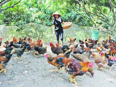 Yên Thế thấp thỏm lo gà lậu Yên Thế thấp thỏm lo gà lậu