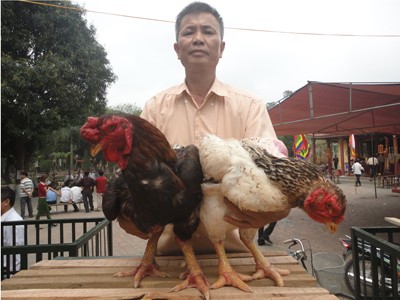 Từ hội gà Hồ Từ hội gà Hồ