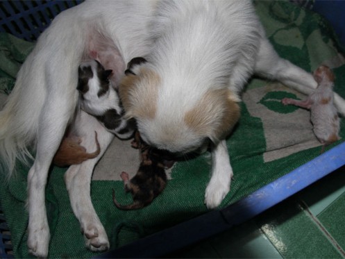 Mèo con bú sữa chó Mèo con bú sữa chó