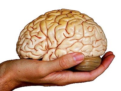 Quá lạc quan là do não Quá lạc quan là do não "bị lỗi"