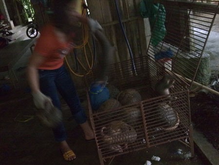 Đi mua ‘thần dược sống’ cho quý ông Đi mua ‘thần dược sống’ cho quý ông