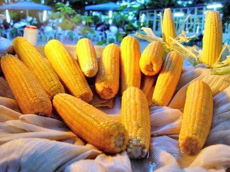 Có thể sản xuất đại trà ngô biến đổi gene trong năm nay Có thể sản xuất đại trà ngô biến đổi gene trong năm nay