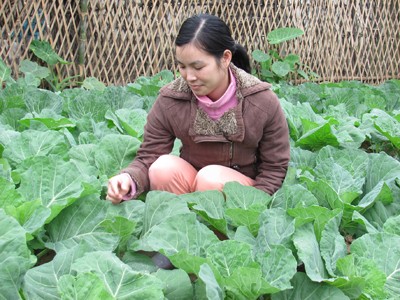 Rau xanh Lạng Sơn tại Hà Nội Rau xanh Lạng Sơn tại Hà Nội