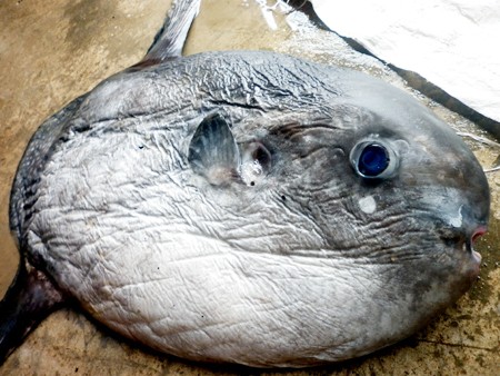 Bắt được cá Mặt trăng nặng 15kg Bắt được cá Mặt trăng nặng 15kg