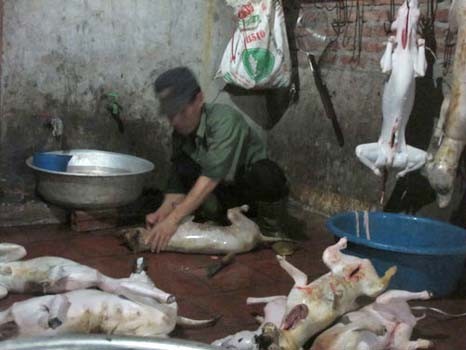 Chuyện khó tin ở làng giết chó lớn nhất Việt Nam Chuyện khó tin ở làng giết chó lớn nhất Việt Nam