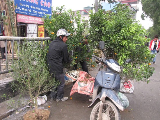 Nghề nhặt quất, đào sau Tết Nghề nhặt quất, đào sau Tết
