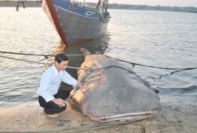 Bắt được cá 'lạ' nặng hơn một tấn Bắt được cá 'lạ' nặng hơn một tấn