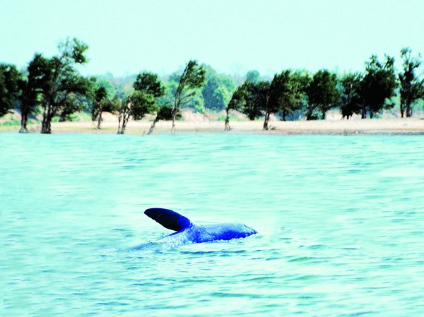 Ngắm Cá heo Irrawaddy trên sông Mekong Ảnh: KA