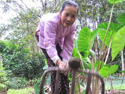 Tuổi 96, tóc vẫn xanh Tuổi 96, tóc vẫn xanh