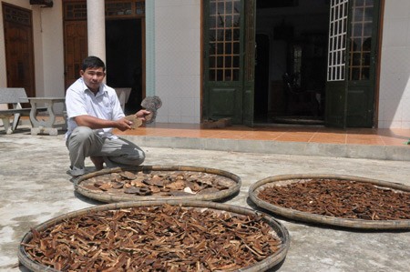 Cây nấm Cây nấm "thần kỳ" khắc chế ung thư và các bệnh nan y