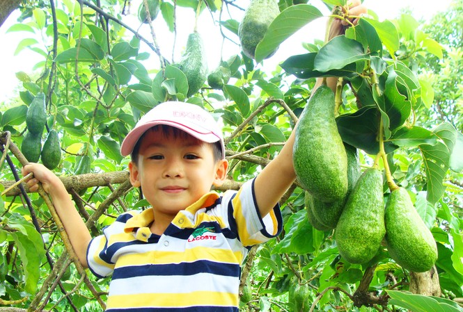 Để trái bơ thành đặc sản quý Để trái bơ thành đặc sản quý