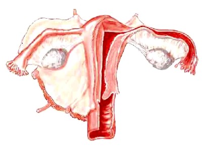 Cách chữa u nang buồng trứng Cách chữa u nang buồng trứng