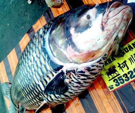 Con cá hô “khủng” có giá hơn 200 triệu đồng Con cá hô “khủng” có giá hơn 200 triệu đồng