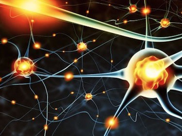 Tìm ra gene giúp trẻ hoá não Tìm ra gene giúp trẻ hoá não