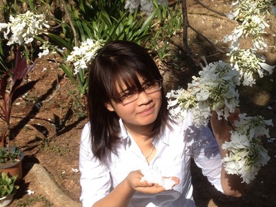 Cây phượng duy nhất Việt Nam nở hoa trắng Cây phượng duy nhất Việt Nam nở hoa trắng