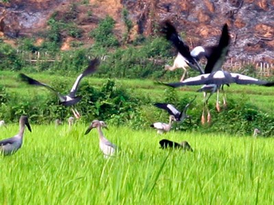 'Chim lạ' tại Lai Châu là loài nguy cơ tuyệt chủng 'Chim lạ' tại Lai Châu là loài nguy cơ tuyệt chủng