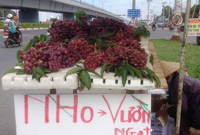 Nho vườn giá bèo bán nhiều tại TP HCM ở đâu ra? Nho vườn giá bèo bán nhiều tại TP HCM ở đâu ra?