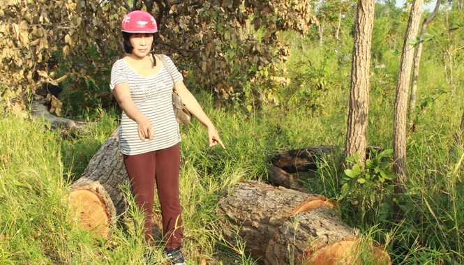 Rừng sinh thái Buôn Đôn tiếp tục bị phá Nhiều cây gỗ quý đường kính lớn bị hạ.