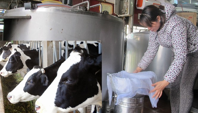 Thêm doanh nghiệp bỏ mặc nông dân Nhiều hộ nông dân chán nản muốn bán đàn bò.