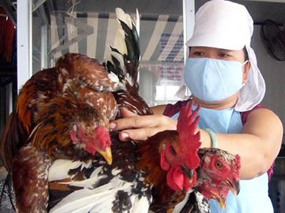 Vụ con gà “cõng” 14 loại phí: Chấm dứt ngay việc phi lý Vụ con gà “cõng” 14 loại phí: Chấm dứt ngay việc phi lý