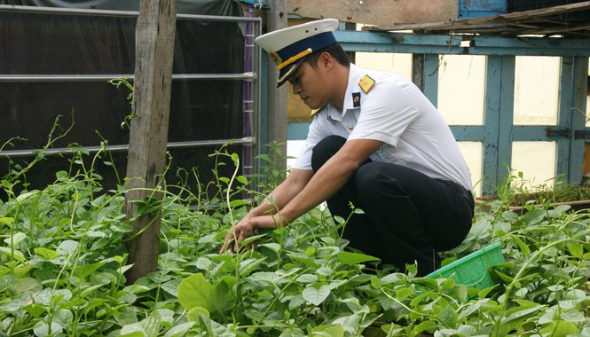 Làm VAC kiểu lính Trường Sa Bí thư Chi đoàn đảo Đá Lát Bùi Viết Tuyến đang chăm sóc vườn rau xanh tốt trên đảo, đây còn gọi là vườn rau thanh niên. Ảnh: L.H.V.