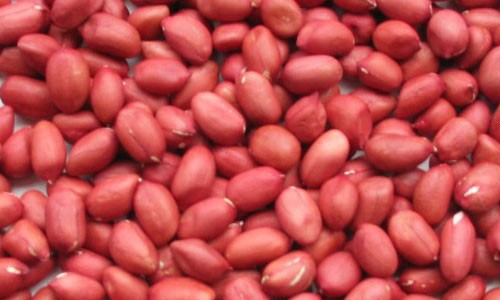 Phát hiện gần 700 tấn lạc nhập có côn trùng nguy hại Ảnh minh họa.