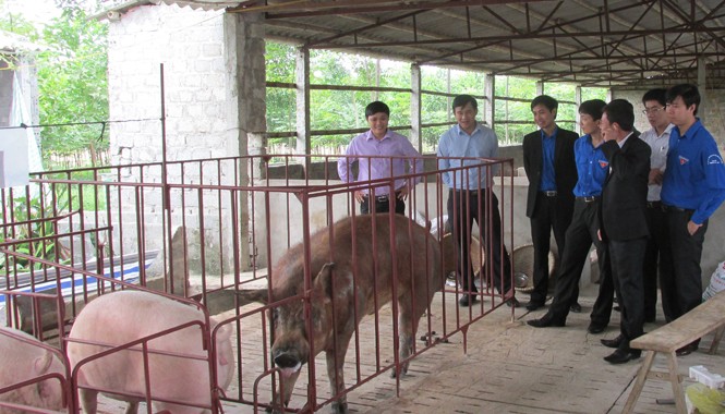 Đứng dậy sau nhiều thất bại Cán bộ Trung ương Đoàn và Tỉnh Đoàn Thanh Hóa thăm trang trại phát triển kinh tế của anh Lê Văn Đức. Ảnh: Hoàng Lam.