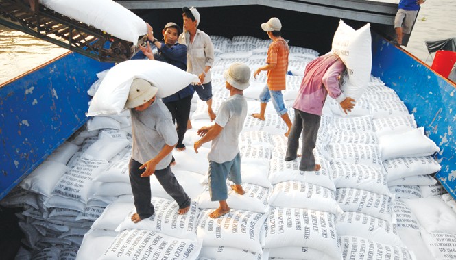 Xuất khẩu gạo năm 2015 lo nông dân bị ép giá Xuất khẩu gạo năm 2015 dự báo sẽ rất khó khăn. Ảnh: Phương Chăm.