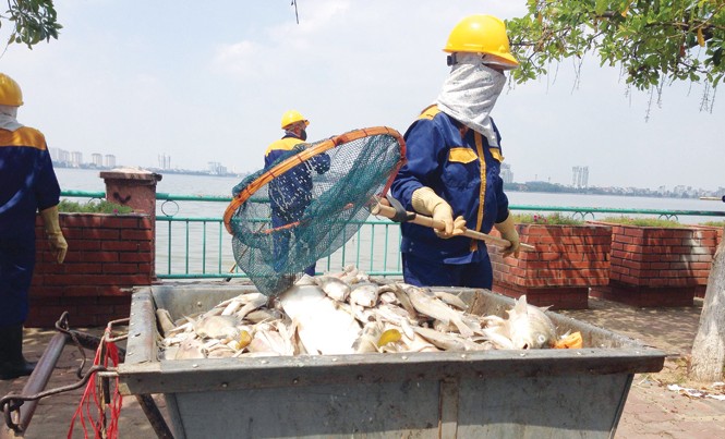 Nỗ lực 'giải cứu' Hồ Tây Các lực lượng chức năng đang nỗ lực dọn sạch cá chết ở Hồ Tây.