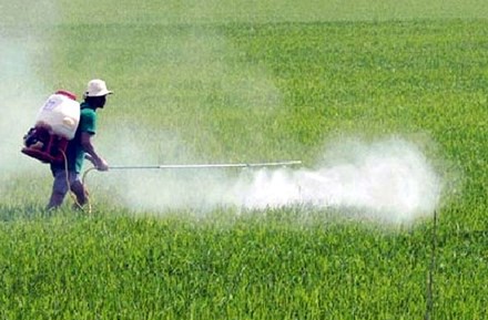 Chưa có căn cứ kết luận chất Glyphosate gây ung thư Ảnh minh họa