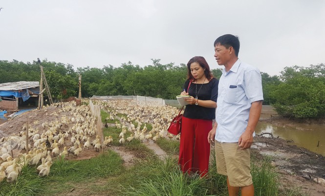 Từ nông dân tới Doanh nhân Ðoàn Văn Vươn Ông Ðoàn Văn Vươn và đàn vịt 10 ngày tuổi (cùng tác giả).