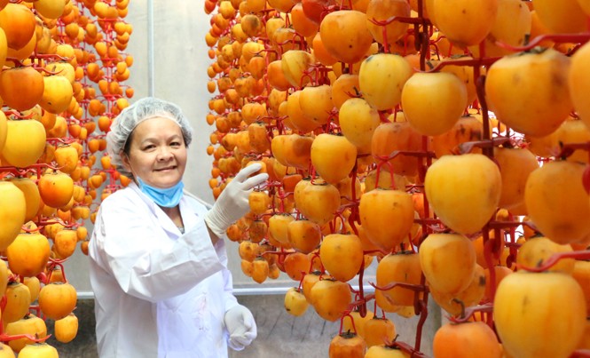 Hồng Đà Lạt lên đời nhờ sấy theo kiểu Nhật Người Đà Lạt sấy hồng theo công nghệ Nhật.